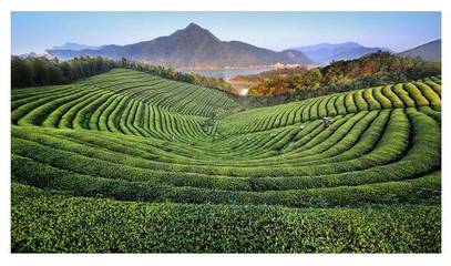 从种植到风味 解析中国四大茶区主产茶叶为何各异