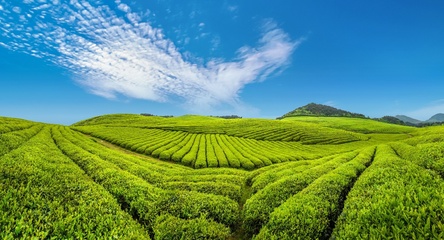 贵州铜仁 梵净山茶，香溢天下
