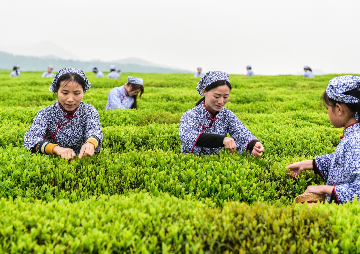江西德兴 茶农喜采生态茶 千亩茶园助增收