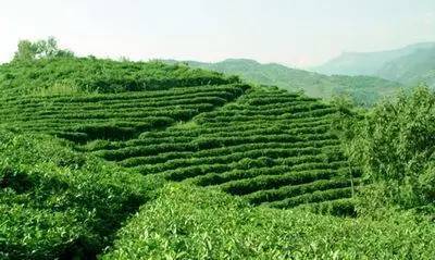 阿塞拜疆茶叶种植历史 从波斯起源到国家饮品