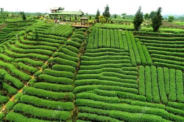茶旅世界 | 雅安牛碾坪万亩茶园 茶叶